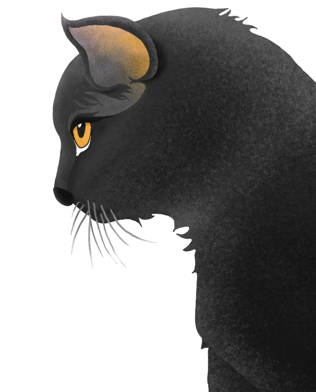 black cat illustration